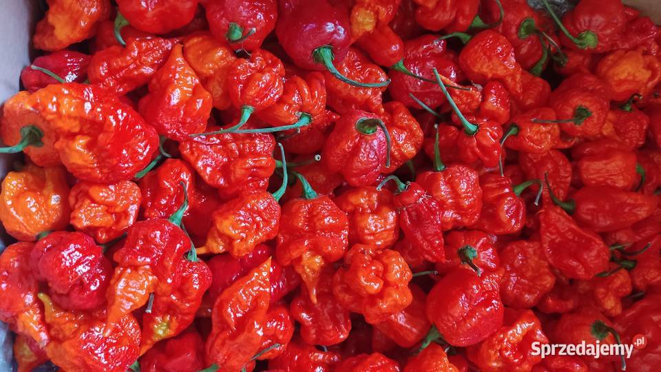 Papryki Chili Dragons Head świeże 1 Promna sprzedam
