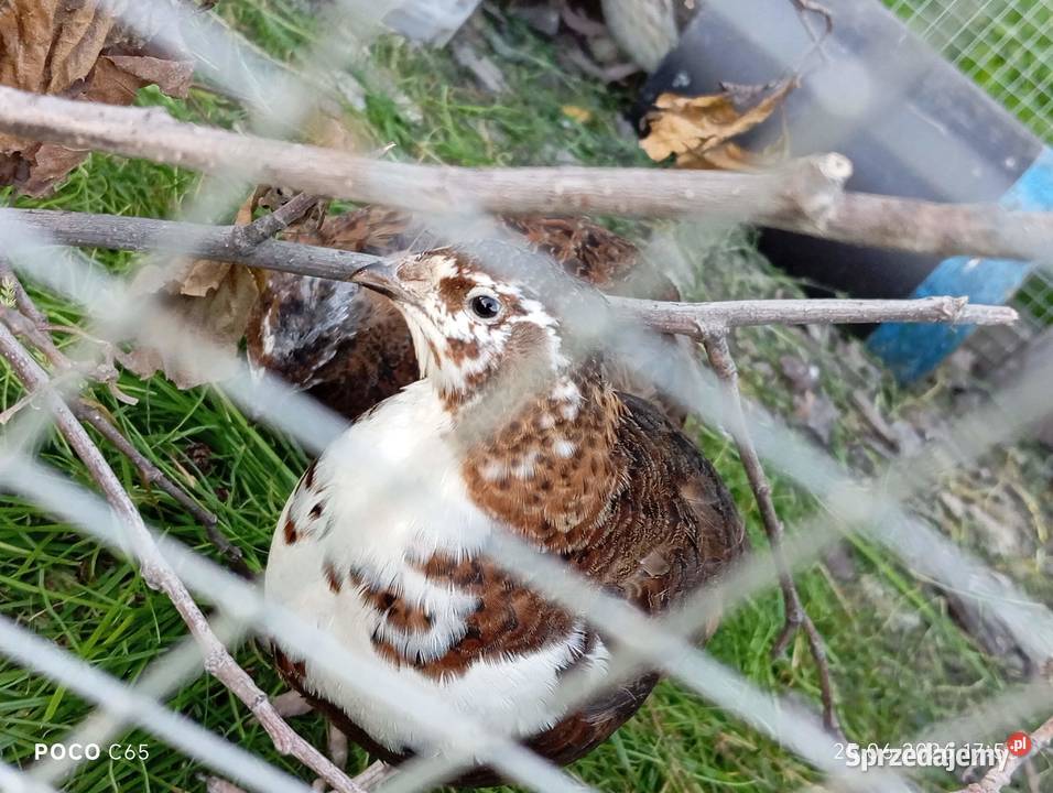 Sprzedam jaja lęgowe przepiórcze MIX Suwałki