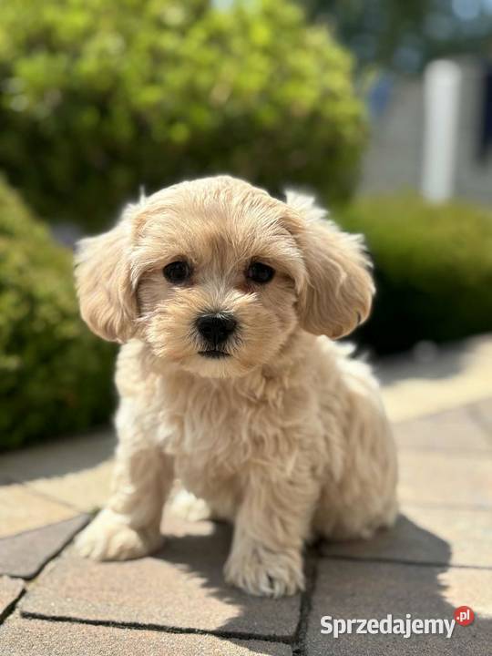 Szczeniaki rasy Maltipoo 8 tyg Kielce