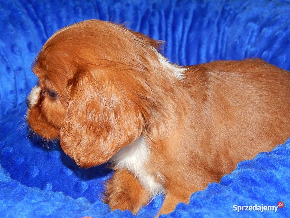 Cavalier King Charles Spaniel Chłopczyk Ruby Dąbrowa Górnicza sprzedam