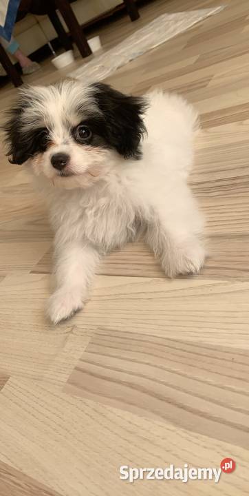 Sprzedam psiaka Elbląg