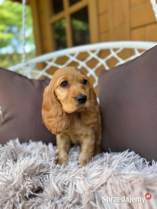 Piękny złoty piesek Cocker Spaniel Angielski Warszawa
