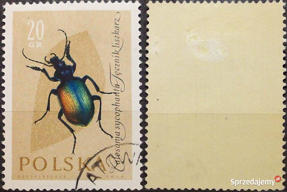 Polska1132113311341135113611371138113911401141114 Leźnica Wielka