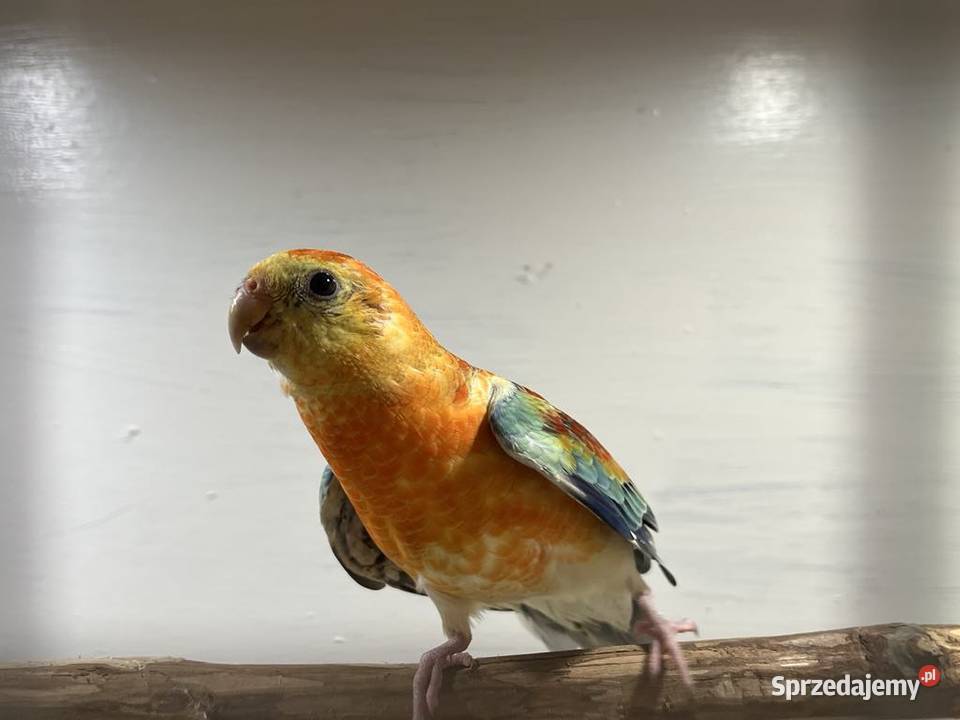 Papugi świergoty Łopoń sprzedam