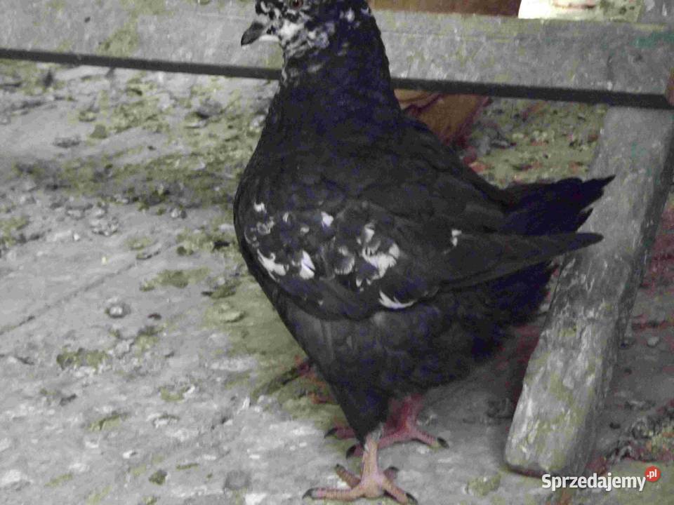 sprzedam gołębie Podborze sprzedam