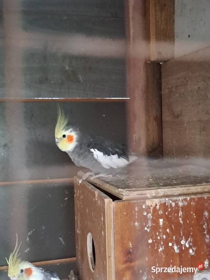 Papugi Nimfy Ługowiska