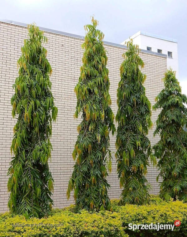 CHORUNA STRZELISTA  Polyalthia longifolia Lubanie