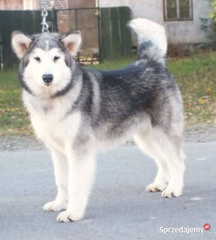 Alaskan Malamute psy i suczki Lublin