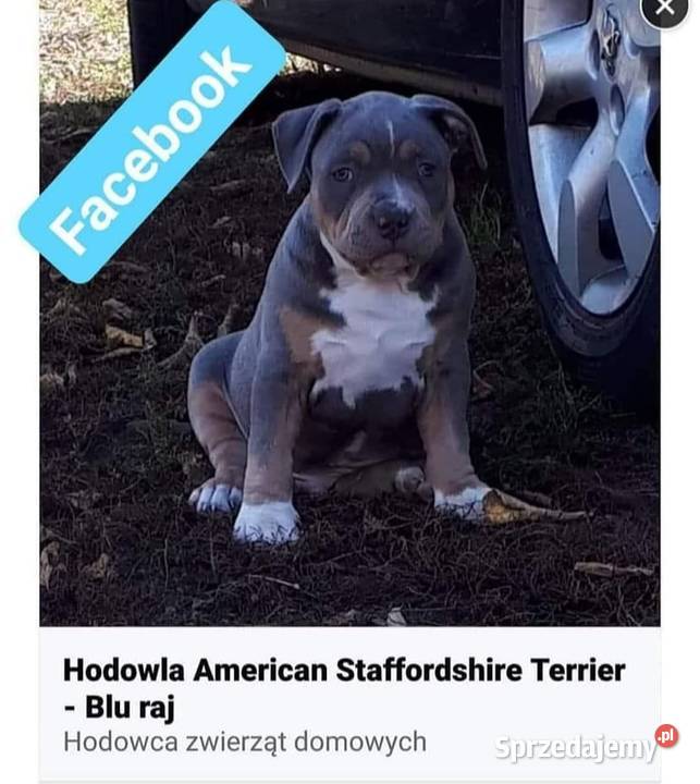 Amstaff suczki ODBIÓR rodzice przebadane Dęblin