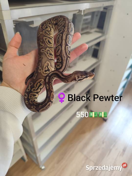 Pytony Królewskie tegoroczne Pruszków