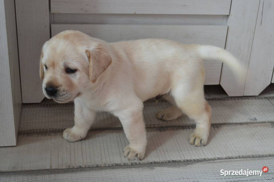 Szczeniaki Labrador Retriever biszkoptowe Żelechlinek