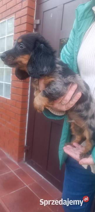 Jamnik długowłosy miniaturowy Merle Baranów