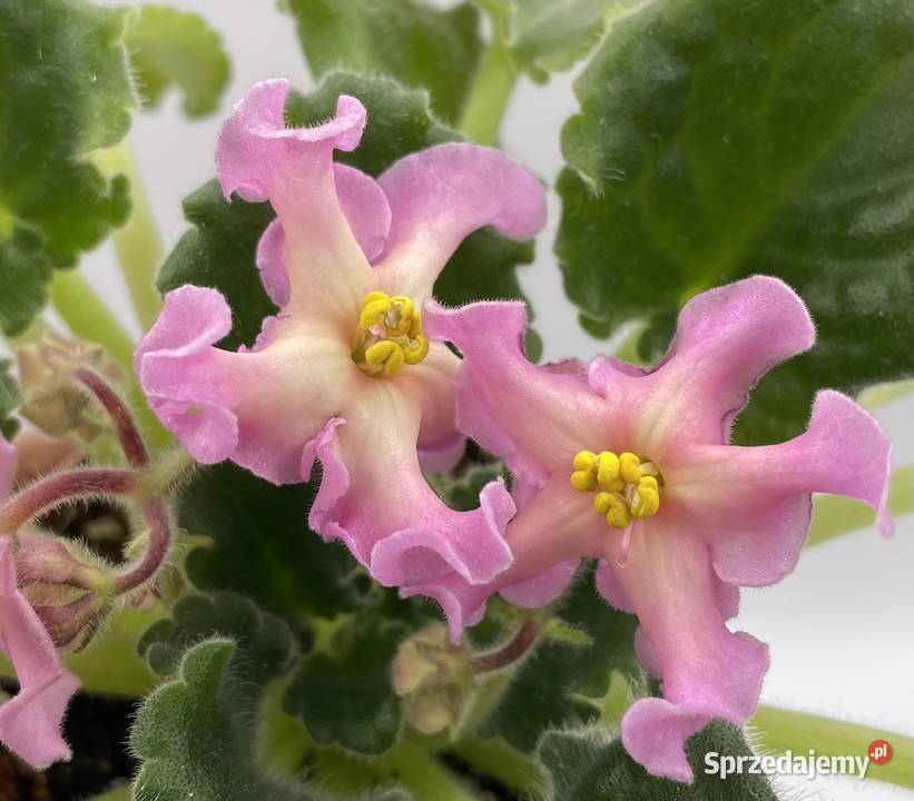 Fiołek afrykański kwitnąca sadzonka świętokrzyskie Jędrzejów