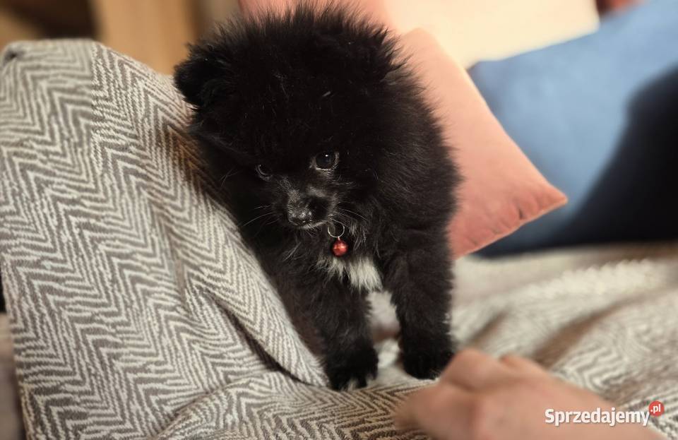 Pomeranian szpic miniaturowy małopolskie Tarnów
