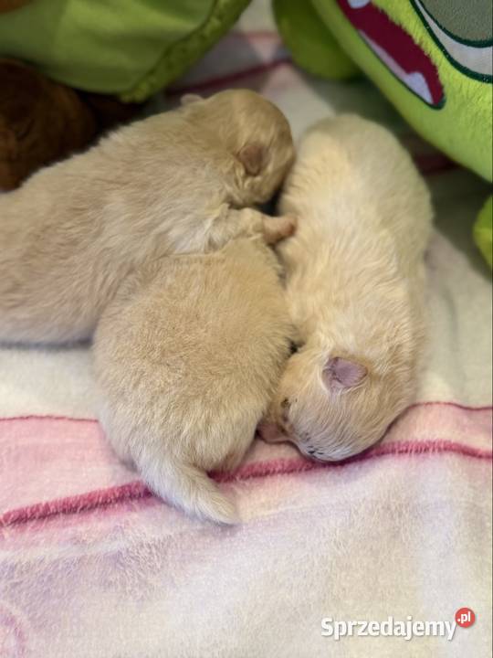 Szpic miniaturowy pomeranian śląskie Poniszowice