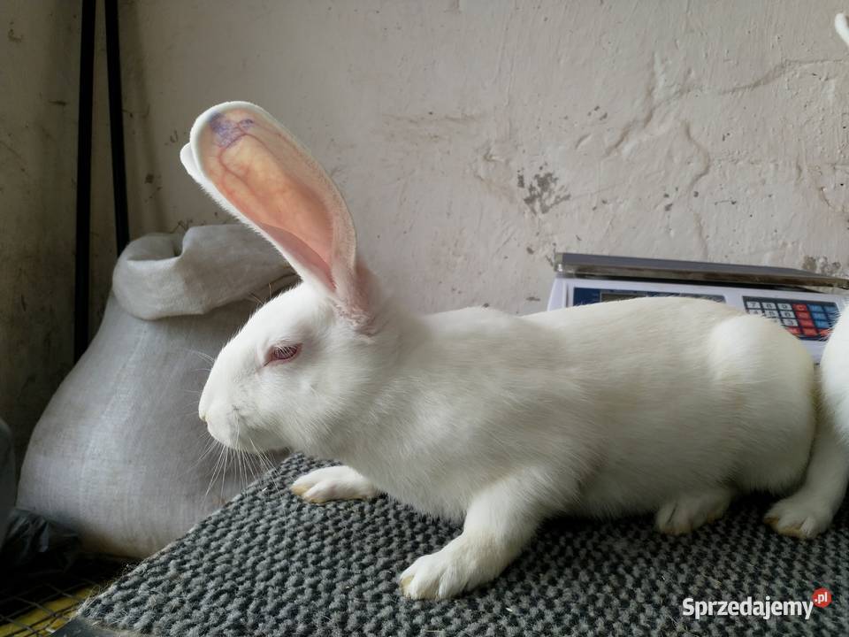 Króliki Termondzkie TB mięsne rodowód Wołomin sprzedam