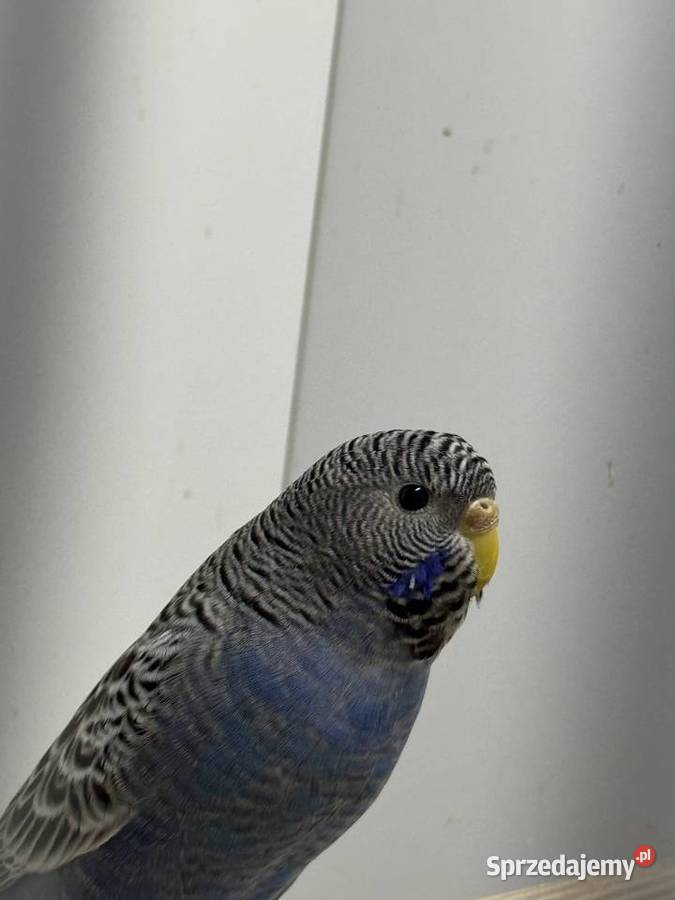 Papużki Faliste Blackface 2025 Brzeszcze