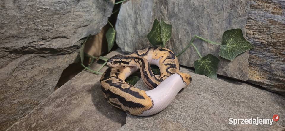 Pyton królewski Piebald Pied Mazowszany