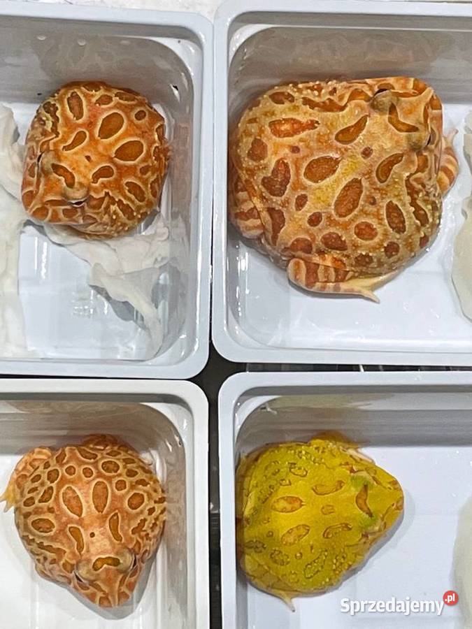 Żaba rogata Ceratophrys cranwelli 34 green Gliwice sprzedam