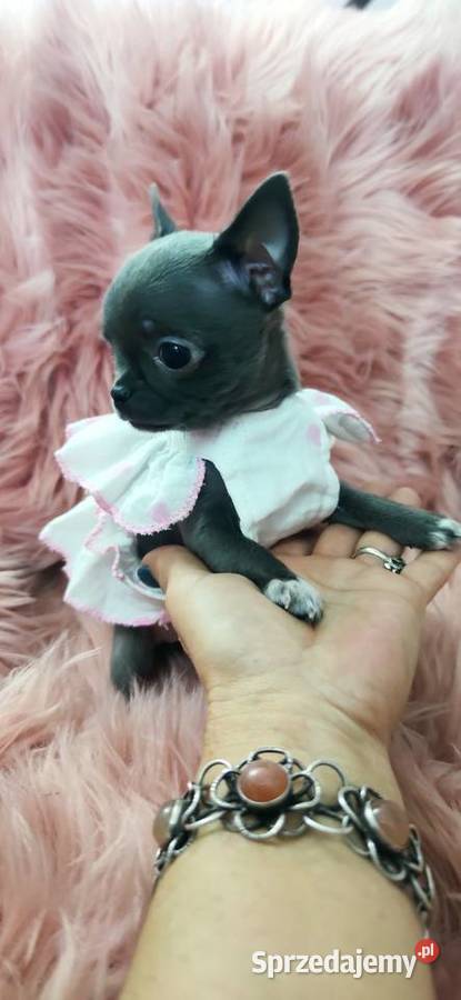 Gotowa Do OdbioruNiebieska Mini Chihuahua Ciszkowo sprzedam