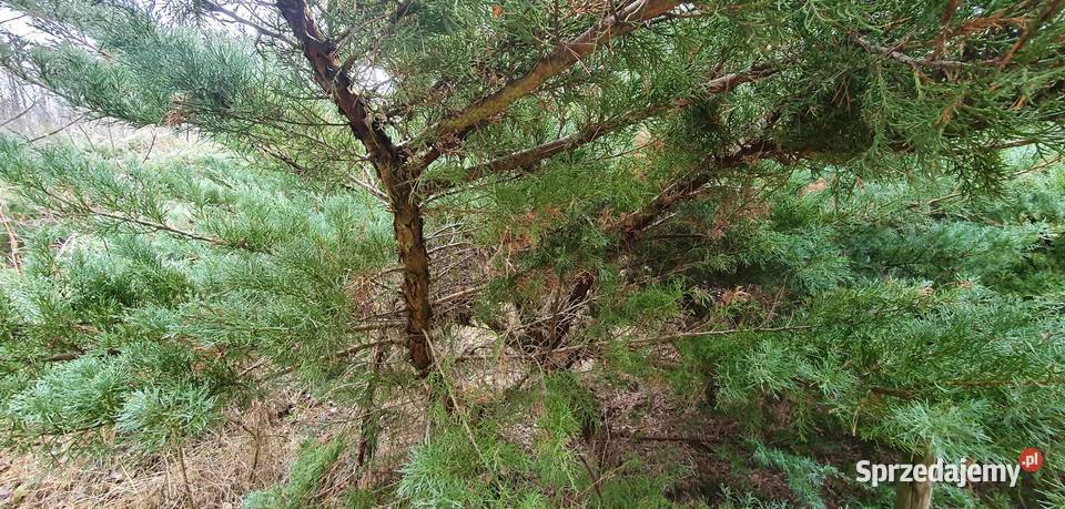 Duże jałowce Grey Owl Duży jałowiec z bryłą na Wisznice
