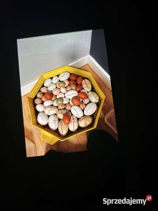 Sprzedam inkubator cleo 5 Bobowa sprzedam