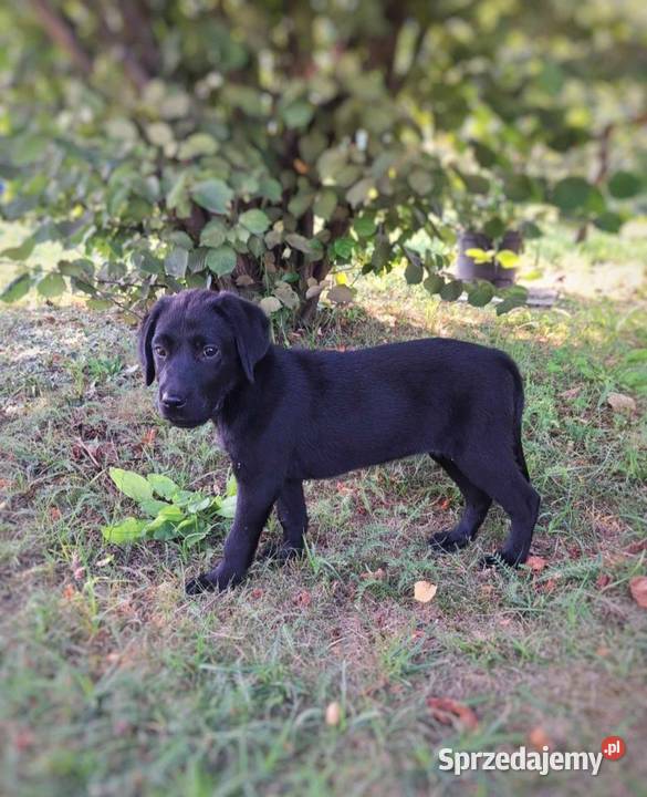 Sprzedam Lablador Retriever Radom