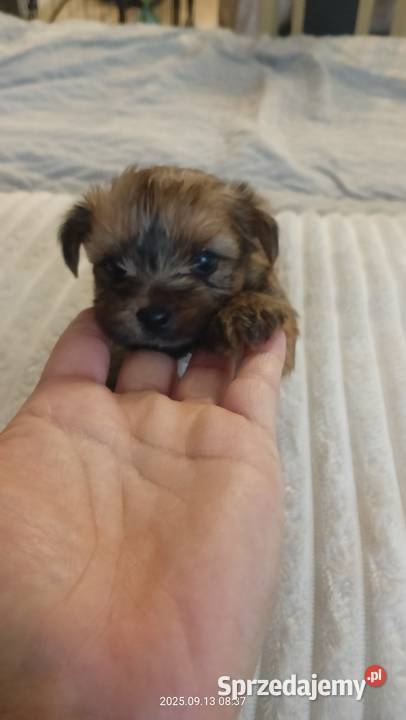 Jedna dziewczynka i dwóch chłopaków Mochała