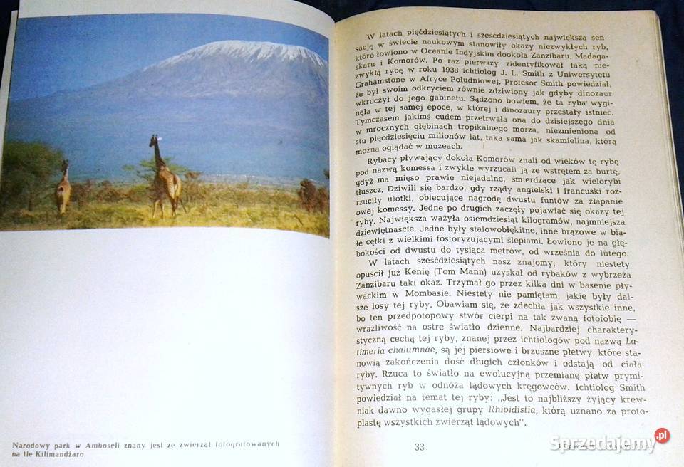 Opowieści z sawanny i buszu Ada Wińcza miękka lubelskie Chełm