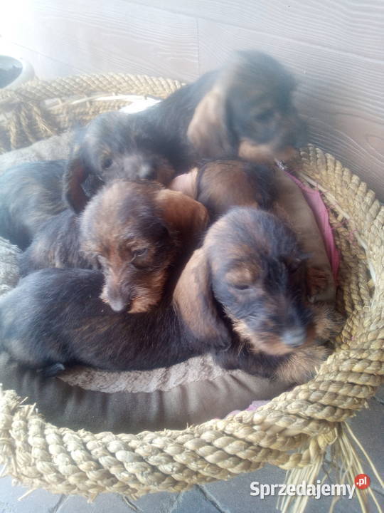 Jamnik szorstkowłosy miniatura Błaszki