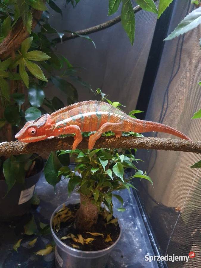 sprzedam kameleona lamparci