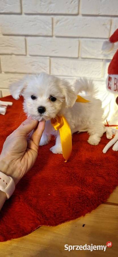 Maltanczyk szczeniak 2 suczki wielkopolskie Gniezno