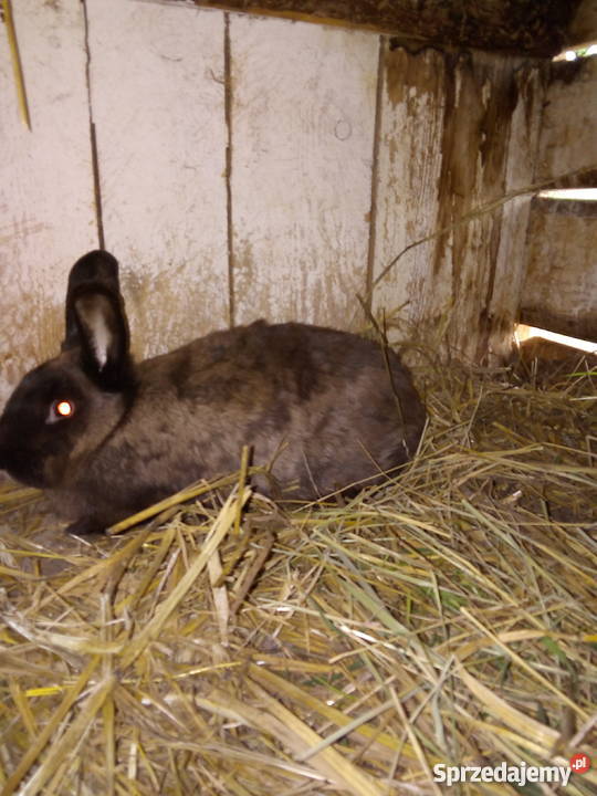 Samica Kuna wielka brązowa lubelskie Stary Radzic