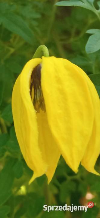 Bill MacKenzie powojnik clematis pnącze