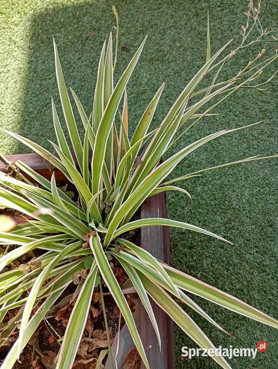 sprzedam zielistkę Sternberga chlorophytum dolnośląskie