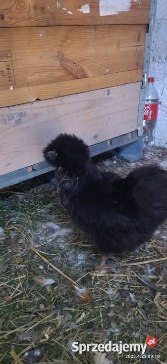 Sprzedam jaja lęgowe Silki Ostrołęka