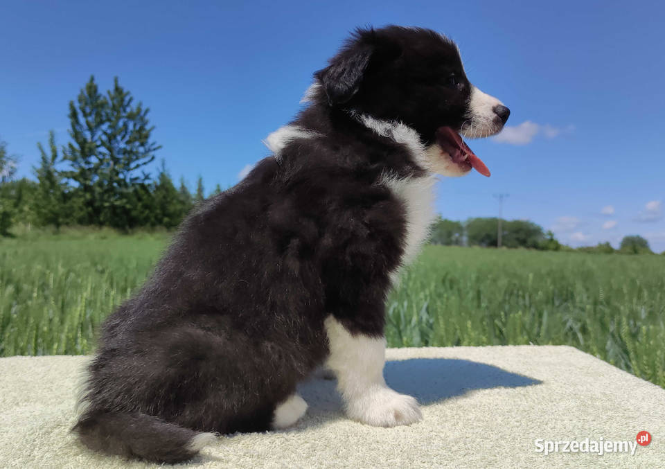 Piękny Rasowy Pies Border Collie Szczeniak z podkarpackie Iwonicz