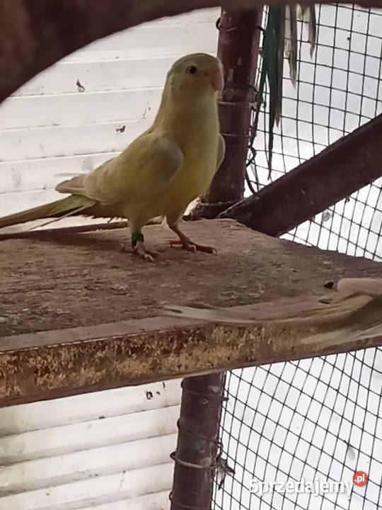 Papugi Dorosłe Ślask Ptaki Czechowice-Dziedzice