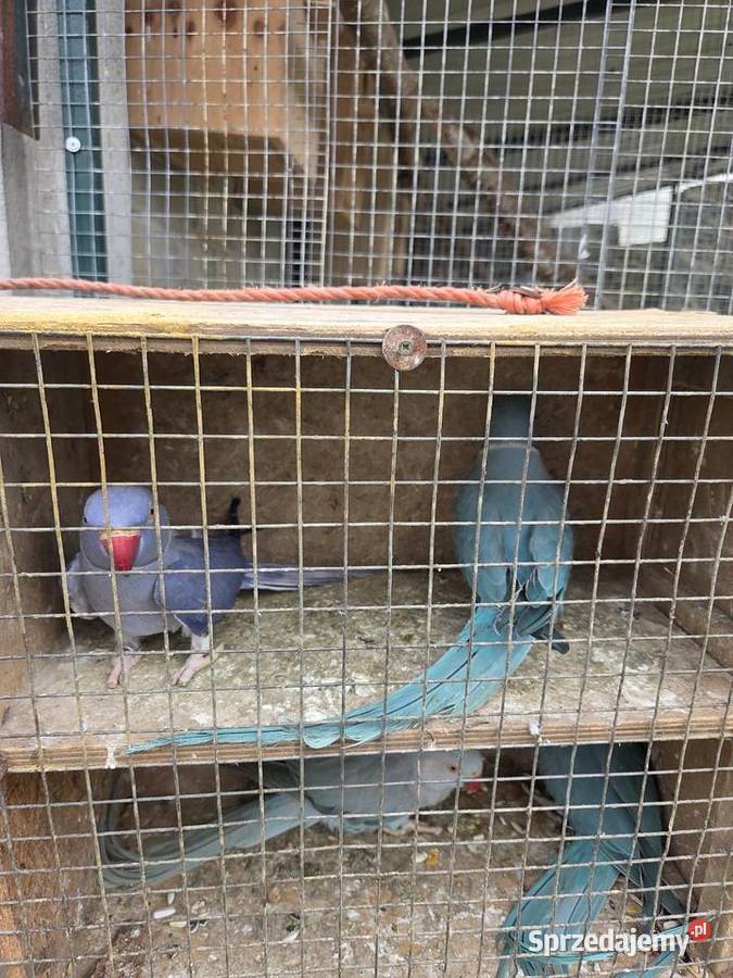 Aleksandretty aleksandretta obrozna wielkoa