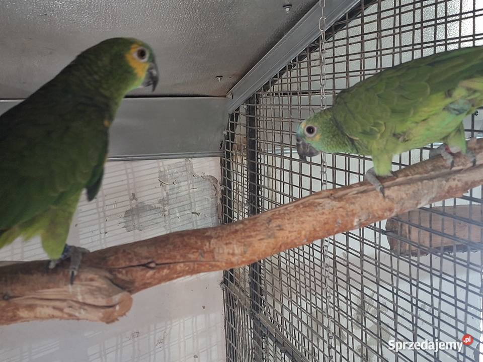 Amazonki para Miejska Górka