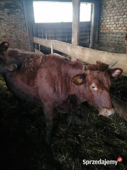 Jałówki mięsne Dobrzyniewo Duże