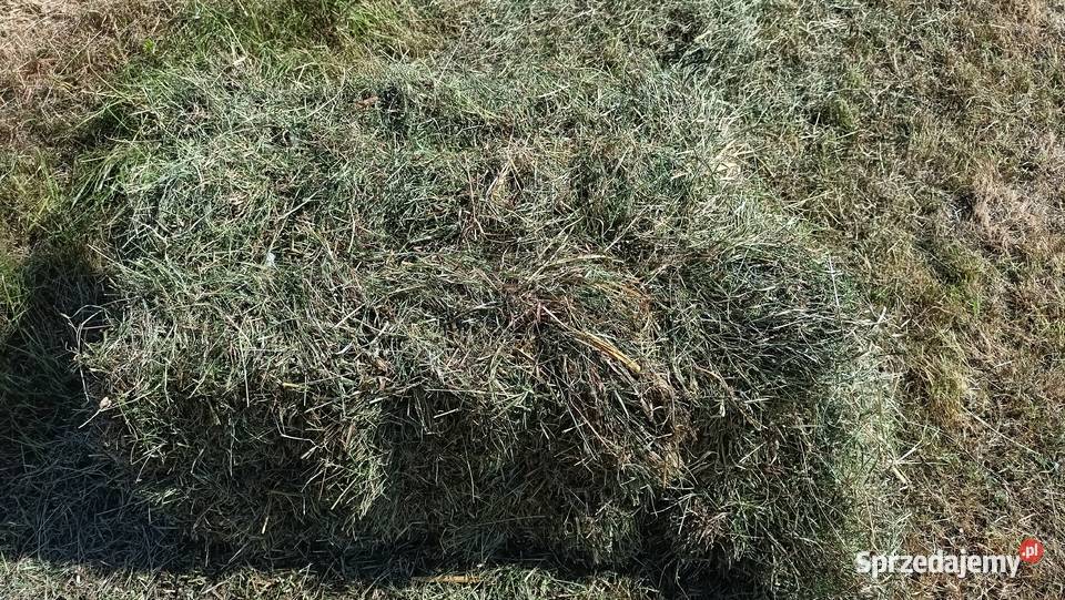 Siano w kostkach śląskie Ochaby Małe