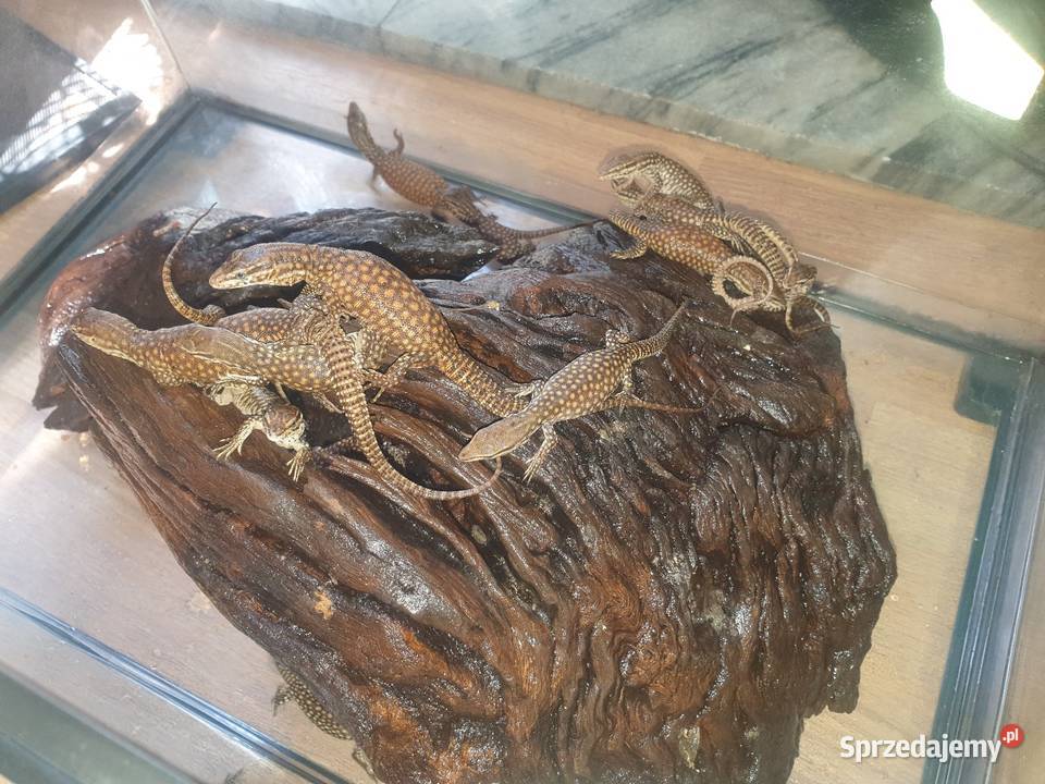 Waran kolczastoogonowy