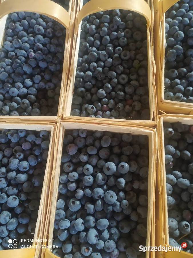 Sprzedam borówkę odmiana Bluecrop Dzisiejszy mazowieckie