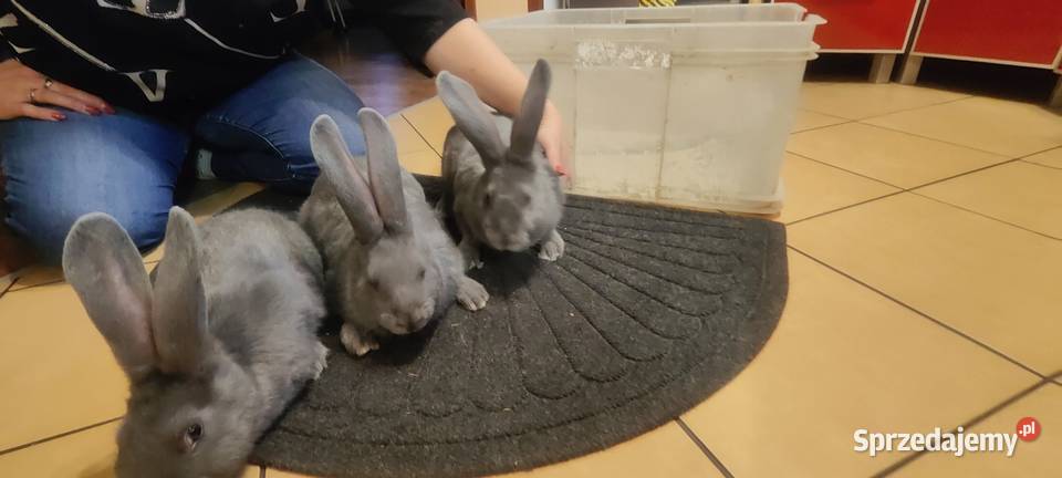 Olbrzym morawski Opole