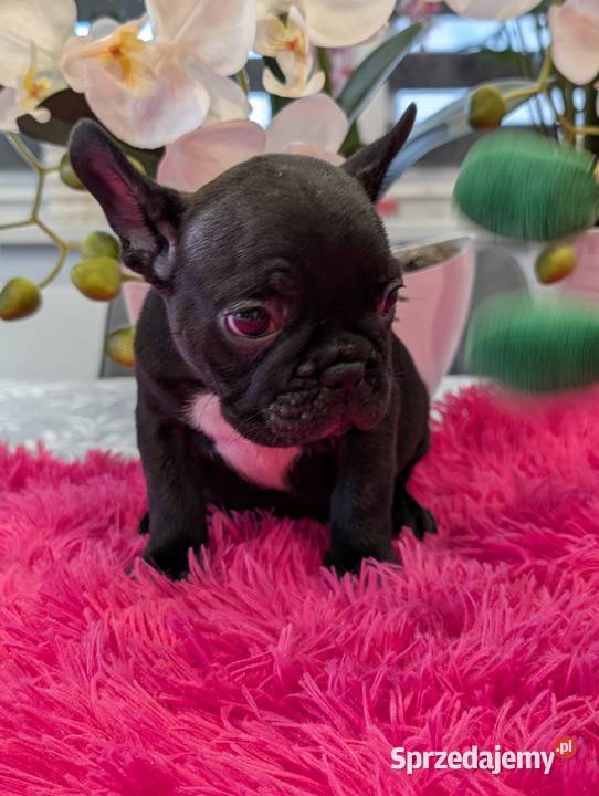 Buldog francuski suczka Gdańsk sprzedam