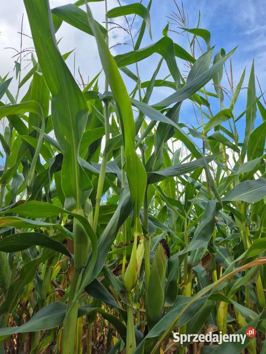 Kukurydza Brevant P8902 Wąsów