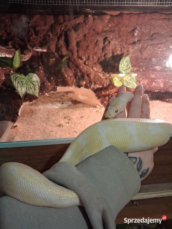 Wąż pyton królewski albino samiec Przeworsk