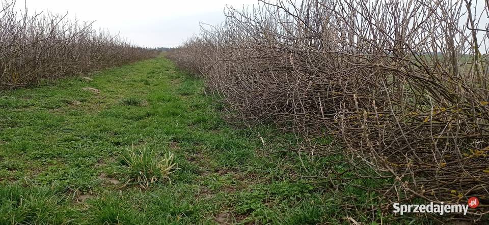 Podcinanie krzewów porzeczki agrest itp Fajsławice sprzedam