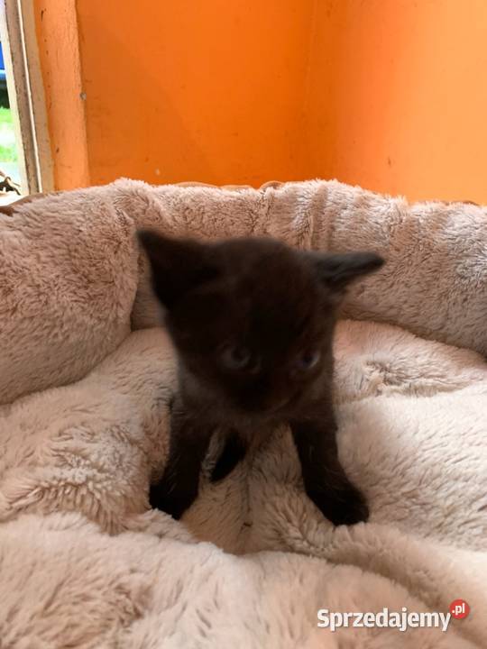 Dwa kotki szukają domu Koty Przewrotne